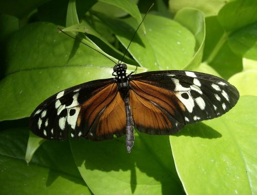 butterfly insect wildlife