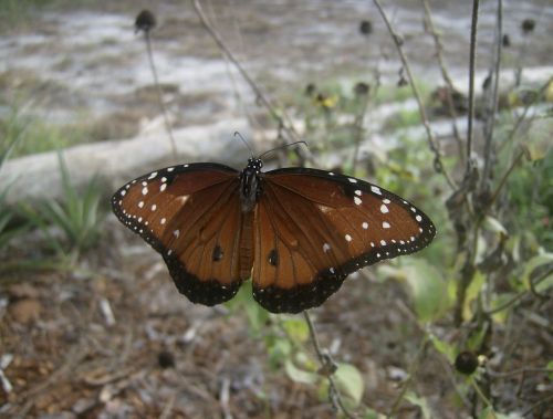 butterfly insect wings of butterfly