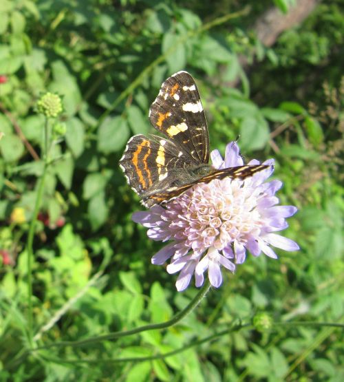 butterfly insect nature