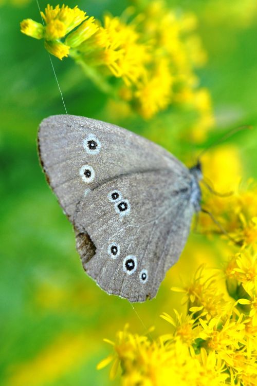 butterfly gray summer