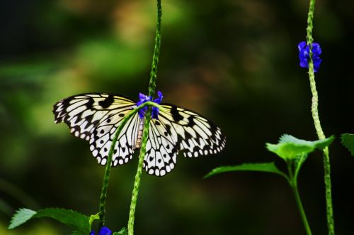 chessboard butterfly butterfly white