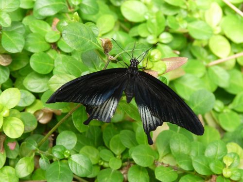 butterfly insect wings