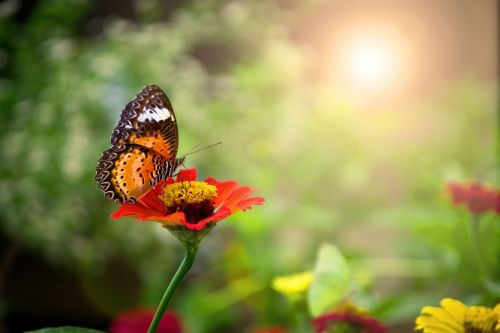 butterfly bright sun flowers