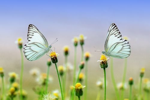 butterfly insect macro