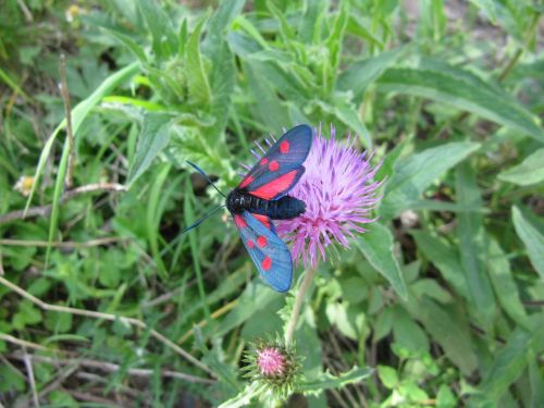 butterfly flower nature