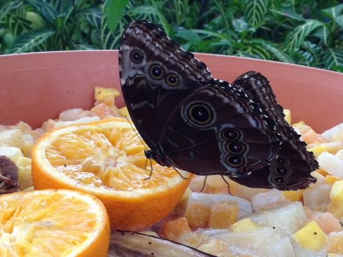 butterfly orange brown butterfly