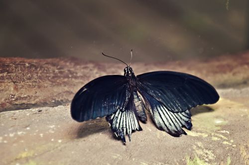 butterfly nature insect