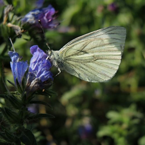 butterfly cabbage white flower