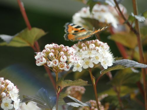 butterfly spring flower