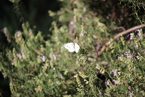 butterfly white rosemary