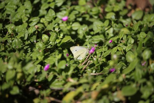 butterfly white nature