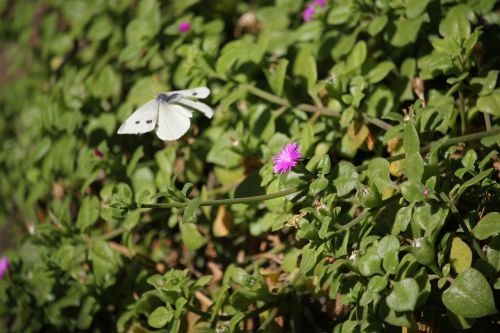 butterfly white nature