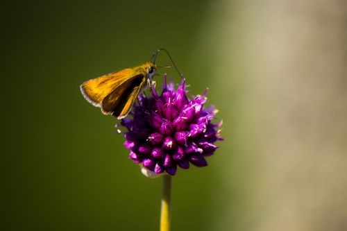 butterfly flower nature