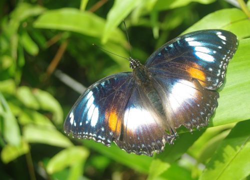 butterfly nature beauty