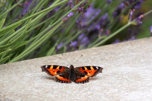 butterfly little fox edelfalter