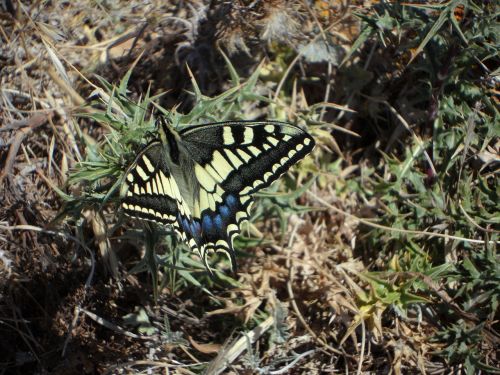 butterfly fauna dovetail