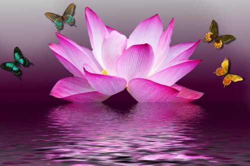 butterfly lotus flower
