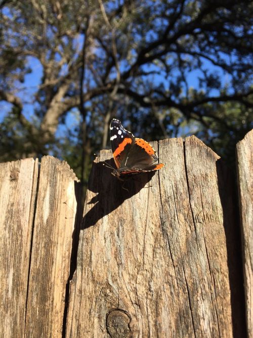 butterfly red admiral nature