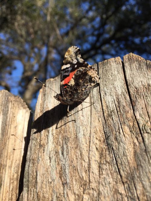 butterfly red admiral nature