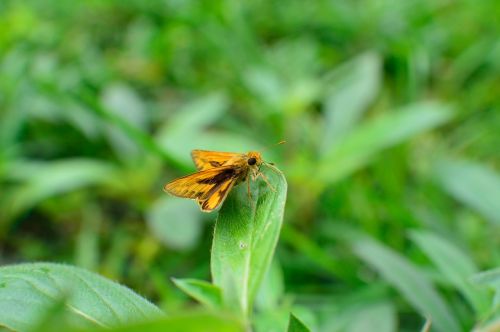 butterfly insects animals