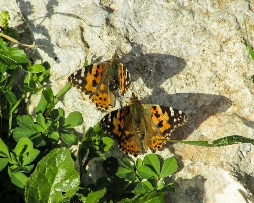 butterfly insect nature