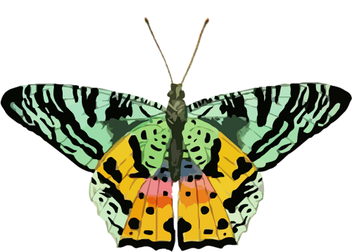 butterfly clip art colorful