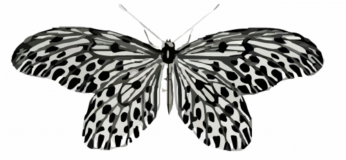 butterfly clip art colorful