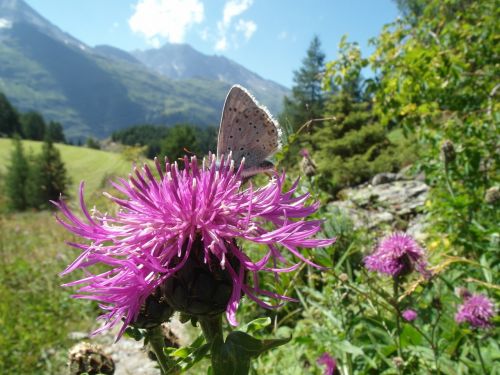 butterfly thistle flower