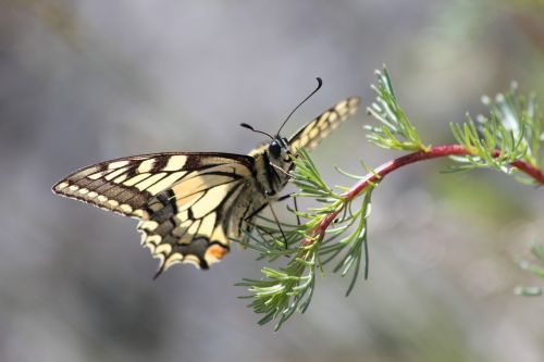 butterfly yellow nature