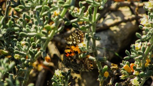 butterfly insect spring