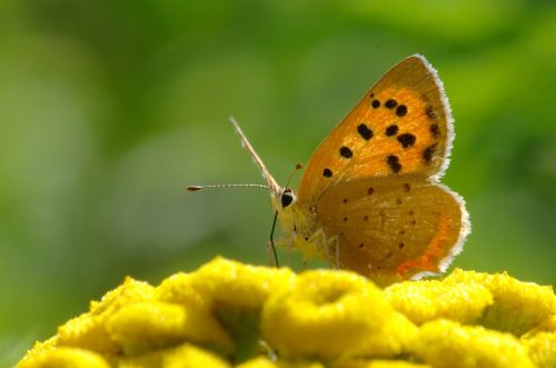 butterfly nature insect