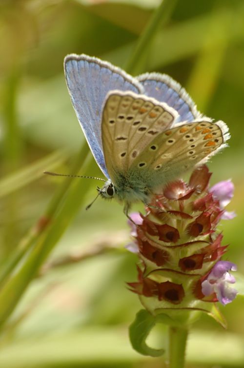 butterfly summer nature