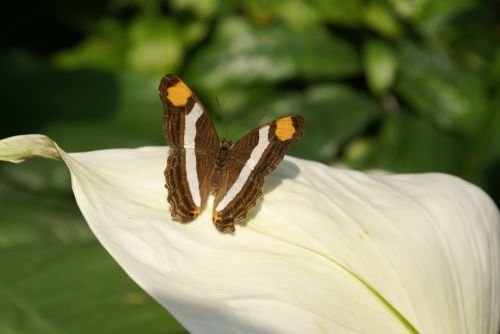 butterfly insect nature