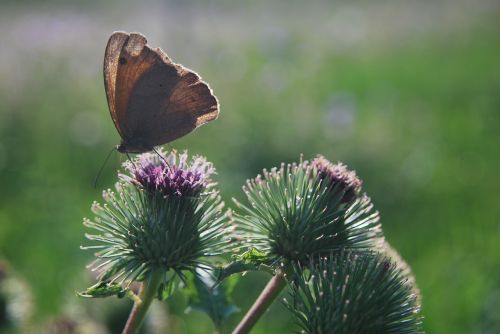 butterfly thistle n