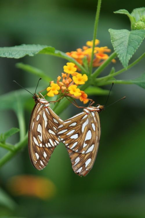 butterfly insect leaf