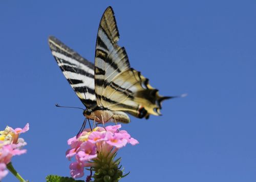 butterfly hostal in a flower