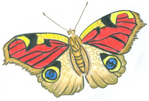butterfly flight wings
