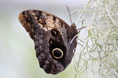 butterfly nature eye