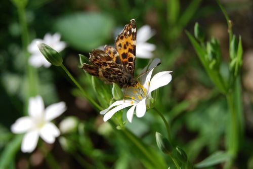 butterfly flower bug