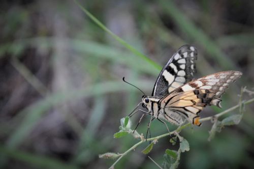 butterfly insect garden