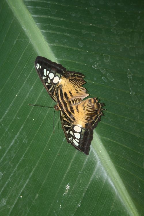 butterfly leave insect