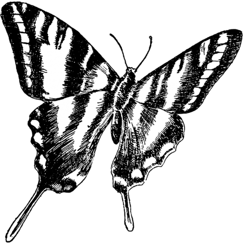 butterfly vintage drawing