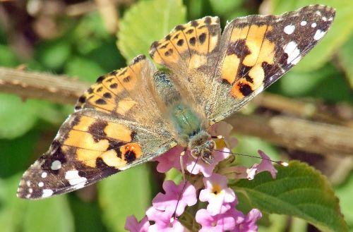 butterfly painted lady cardui