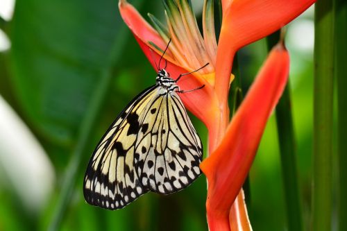 butterfly bird of paradise flower