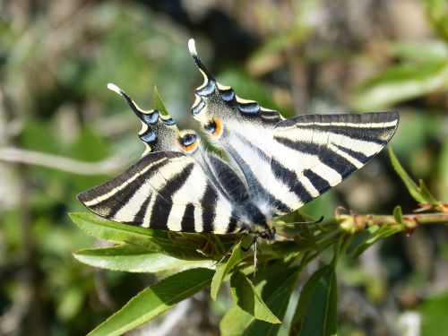 butterfly scarce swallowtail chupaleche