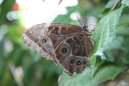 butterfly brown nature