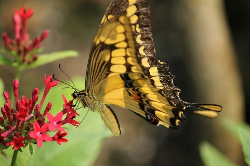 butterfly insect blossom