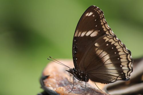 butterfly insect black