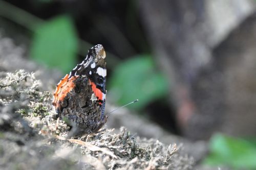 butterfly insect nature