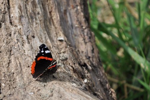 butterfly insect nature